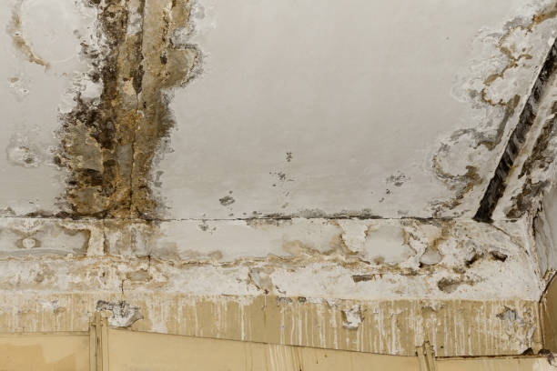 Windsor, CA Mold Removal Company