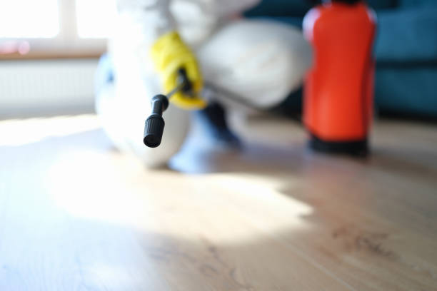 Best Basement Mold Removal  in Windsor, CA