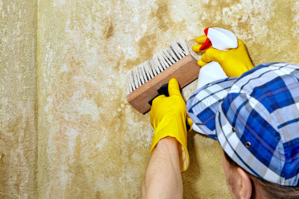 Best Mold Odor Removal Services  in Windsor, CA