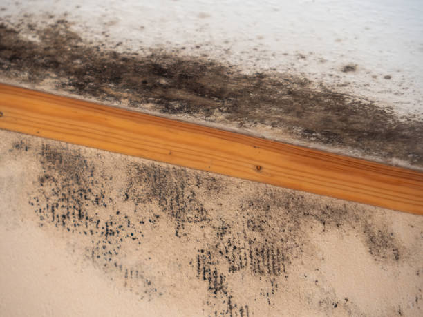 Best Biohazard Mold Removal  in Windsor, CA