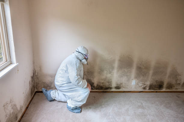 Best Airborne Mold Testing  in Windsor, CA